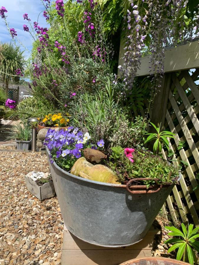 Stargazy Garden